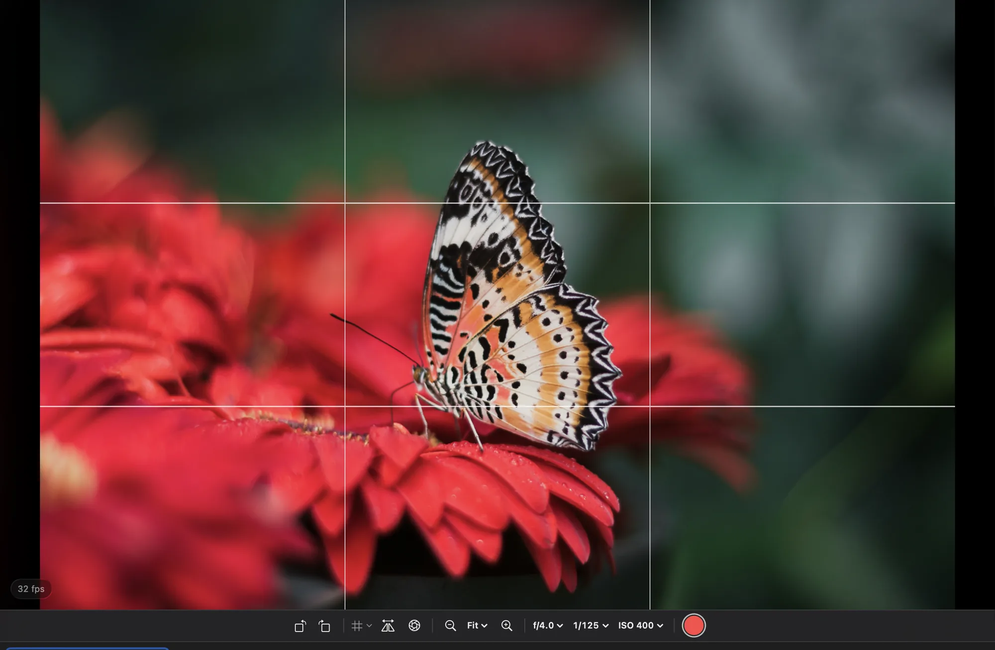 Live View of a butterfly on a flower with a rule-of-thirds grid, and the Live View toolbar under the picture with rotate, grid, flip, depth of field, zoom, exposure and shutter controls.